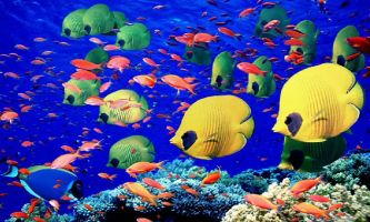 puzzle Sous la Mer Rouge, La Mer Rouge dans le golfe Arabique, offre aux plongeurs professionnels ou touristes amateurs de merveilleuses rencontres sous-marines très colorées, du fait de la faible profondeur et d'un soleil toujours au rendez-vous.