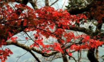 1596 | Erable du Japon - Si le Canada en a fait son emblème, l'érable est aussi révéré au Japon. Différente espèce, mais les deux symbolisent l'automne par les couleurs flamboyantes qui sont les leurs en cette saison.