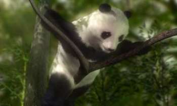 1550 | Panda - Le panda géant de Chine : une lutte mondiale est engagée pour sa préservation.