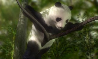 puzzle Panda, Le panda géant de Chine : une lutte mondiale est engagée pour sa préservation.