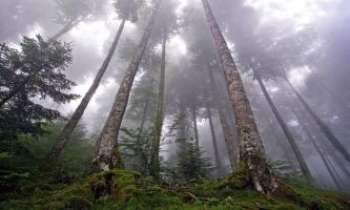 1556 | Forêt d'Iraty - Une forêt au pays Basque : l'envoûtement des éléments.