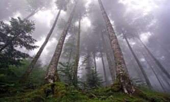 puzzle Forêt d'Iraty, Une forêt au pays Basque : l'envoûtement des éléments.