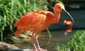 1562 | Ibis Rouge - L'habitat naturel de l'ibis rouge est le nord de l'Amérique du Sud. Sa coloration est due à son goût particulier pour les crabes. Son long bec, rouge foncé ou noir, indique qu'il s'agit d'un piscivore.