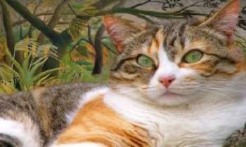 1565 | Chat Tarzan - Un camouflage parfait pour ce chat écaille de tortue aux yeux verts, couleur de jungle. Un vrai tigre de poche !