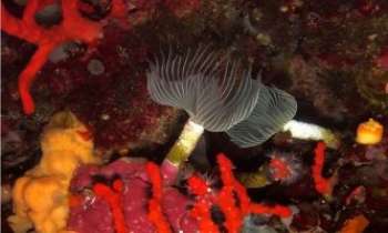 1571 | Spirographes - Les spirographes : tout simplement des vers de mer, sédentaires. De toutes formes, de toutes couleurs, généralement fixés ou ancrés dans la roche ou parmi les coraux. Présents de quelques mètres à 50 mètres de profondeur, ils peuvent mesurer jusqu'à 35cm de long.