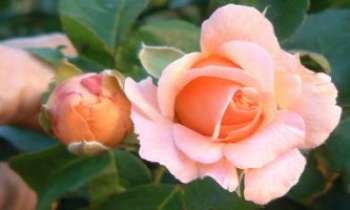 1580 | Rose et bouton - Une rose à peine éclose et un bouton prêt à l'être : qui pourrait résister à tant de fraîcheur ! Vraiment de toutes saisons.