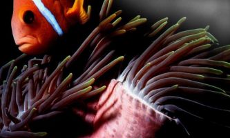 puzzle Poisson marin, Ce poisson-clown des profondeurs marines s'inquiète : est-il en territoire ami ou ennemi ?
