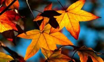 1592 | Feuilles d'automne - Encore sur l'arbre, avec toute la richesse de leurs nuances mordorées, ces quelques feuilles d'automne symbolisent bien ici cette saison.