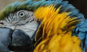 1701 | Plumage et  Ramage - Un perroquet jaune-bleu qui vous a à l'oeil !!...attention à ce que vous allez dire ...