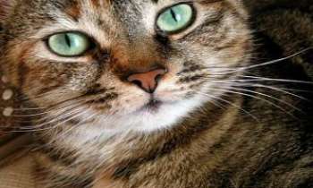 1647 | Des yeux de chat - Bon, pour la couleur et la forme, je ne dis pas, les humains peuvent parfois me concurrencer ! Mais pour les pupilles en fente...c'est une autre histoire. 