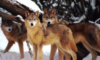 1675 | Loups - Meute de loups surpris sur leur chemin.  