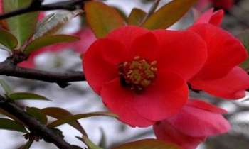 1725 | Pommier du Japon - Le pommier du Japon : un arbre très décoratif dans les jardins, en particulier durant sa floraison printanière. Ses fruits ne sont pas comestibles, et ressemblent à de petits coings jaunes : il est aussi appelé pour cette raison "cognassier du Japon".