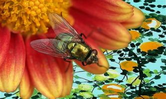 puzzle Mouche verte, Quand l'oeil du photographe s'y attarde, les mouches savent se faire aussi séduisantes que les abeilles. 