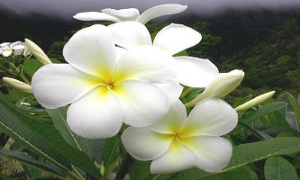 puzzle Frangipane - fleur, La fleur du frangipanier, typique des îles, de La Réunion à Tahiti. Pulpeuse et d'un blanc pur, elle noircit très vite une fois détachée de l'arbre. A ne pas confondre avec la crème d'amande nommée frangipane également ! Cette fleur n'entre pas dans sa composition.