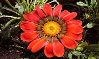 1822 | Marguerite orangée - Les horticulteurs nous comblent pour nos jardins et bouquets : ils ne cessent de produire des variétés de fleurs aux teintes et nuances chaleureuses et séduisantes.