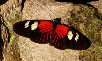 puzzle Papillon - Floride, Les forêts humides de Floride abritent de très nombreux papillons, des plus communs aux plus rares, du plus petit au plus grand.