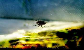 1835 | WEB - Une araignée sur sa toile ("web" en anglais) enserre la ville dans ses filets ("net" en anglais).