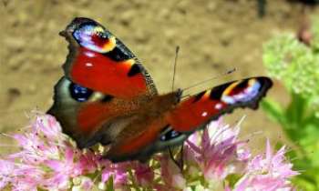 1858 | ...de pourpre vêtu... - Un papillon somptueux, revêtu de pourpre...pour séduire cette jolie fleur aux tons délicats.
