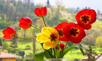 puzzle Tulipes en folie, Ces tulipes s'en donnent à coeur joie...grisées par l'air d'un fond de campagne de Lombardie.