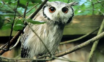 puzzle Petit Duc, Le Petit Duc, un oiseau nocturne qui affectionne particulièrement les épineux, comme les accacias d'Afrique.