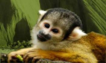 1893 | Petit singe - Adorable petit singe, au regard intense et rêveur...
