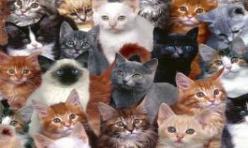 1896 | Cha-Cha-Chats - Photo de famille de chats ....ils sont tous là, ou presque...le bleu de russie, le persan roux, le silver tabby, le siamois lilas, le sacré de birmanie, le coquin écaille, le petit noir, le noir et blanc, le blanc et noir, le tigré...les yeux verts, bleus ou mordorés...pour votre plaisir.