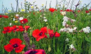 1898 | Champ de coquelicots - Les séduisants coquelicots se partagent cette prairie avec les fraîches couleurs pastel des autres fleurs de ce lieu.