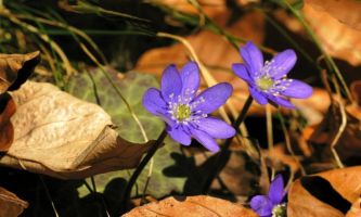 puzzle Fleurs de sous-bois, Rencontre surprise pour le promeneur : de bien gracieuses fleurs bleues parmi les feuilles d'automne !
