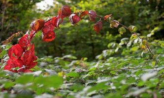 puzzle Rouge d'automne, Courbée en arc gracieux cette branche d'un rouge flamboyant s'apprête à prendre ses couleurs d'automne. 