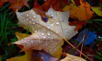 1945 | Automne et rosée - Hautes en couleurs, les feuilles d'automne sont le symbole de cette riche saison. Elles se revêtent de tous les tons d'or, du plus pâle au plus foncé.