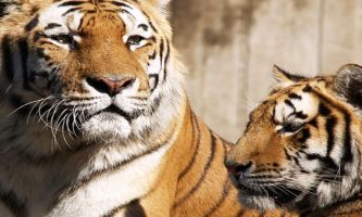 puzzle Couple de tigres, Un regard de bon père de famille...protègeant sa dulcinée. Comment font-ils pour nous imiter aussi bien...ou bien serait-ce l'inverse ?
