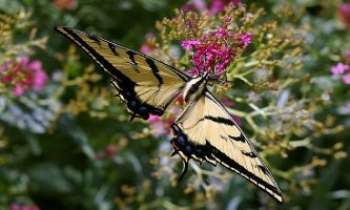 1958 | Grand papillon - Ce grand papillon semble prendre tout l'espace dans son vol toutes ailes déployées, avant de piquer sur la fleur de son choix.
