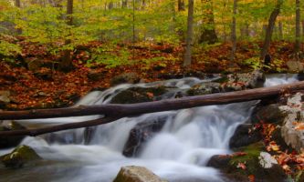 puzzle Cascade en automne, Un tapis de feuilles rouge rubis servent d'écrin à cette cascade sautant allégrement de rocher en rocher. 