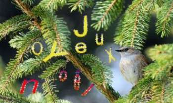 1973 | Messagère de Noël - Le Webmaster de ce site est heureux de vous souhaiter à toutes et à tous...un Joyeux Noël par l'intermédiaire de sa messagère, la mésange bleue.
