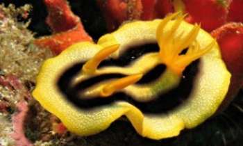 2020 | Nudibranche - Les nudibranches (ouies à nu) sont des sortes de limaces de mer. On en trouve en grand nombre aux Philippines. Leur cousin terrien est l'escargot.