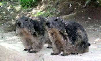 2021 | Marmottes des Pyrénées - Petit animal craintif, difficile à approcher. Il faut beaucoup de patience pour découvrir ces marmottes sans les faire fuir, dans ces endroits rocailleux où elle aiment se réfugier.