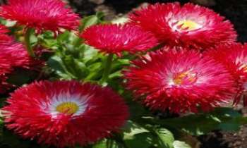 2041 | Fleurs Flammes - Des pompons rouges au coeur de printemps pour réchauffer de leurs flammes ces derniers jours de l'hiver.