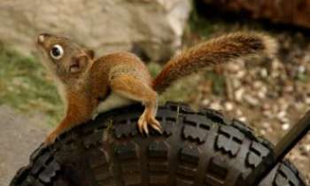 2080 | Ecureil routier - Cet écureuil malin semble avoir trouvé son moyen de transport qui lui évitera bien des efforts !