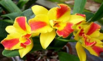 2081 | Flammes d'orchidée - D'or et de feu, une orchidée généreuse et chaleureuse.
