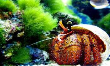 2087 | Crabe Hermite - Appelés aussi Bernard l'Hermite...ces crabes n'ont que les pinces, le reste est un corps mou - Ils choisissent de s'abriter dans de grands coquillages pour se protéger des prédateurs. De toutes les couleurs et aux nombreuses formes, ils font merveille dans les aquariums.