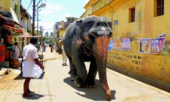 2092 | Eléphant Sacré - Inde - Cet éléphant qui déambule dans la rue ici est très conscient de son statut privilégié et semble apprécier l'attention qui lui est portée tout au long de son passage.