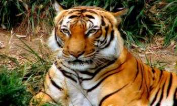 2108 | Tigre majestueux - Ce tigre semble si calme et majestueux ici, qu'on pourrait croire à un prétendant au trône du roi lion.