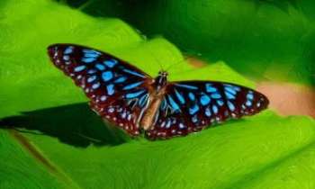2126 | Tigre bleu - Australie - Le tigre bleu d'Australie est un grand papillon aux ailes parsemées de turquoises et bordées de pourpre. Une splendeur !