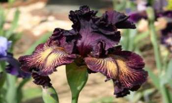 2142 | Iris Noir - D'un noir pourpré, sensuel, velouté, le plus sophistiqué des iris.