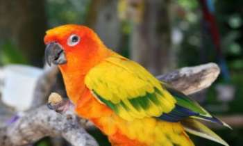 2144 | Suis-je le plus beau ? - On peut rassurer ce perroquet aux couleurs vives et harmonieuses. Le plus beau en tout cas sur cette photo, certainement.