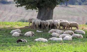 2152 | Moutons de Toscane - Même les moutons semblent avoir hérité des caractéristiques de douceur des paysages de la région de Toscane, en Italie !