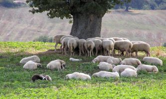 puzzle Moutons de Toscane, Même les moutons semblent avoir hérité des caractéristiques de douceur des paysages de la région de Toscane, en Italie !