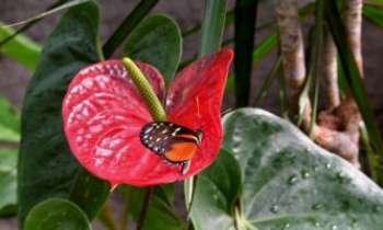 2156 | Fleur et papillon - Où le papillon démontre que ses brillantes couleurs lui servent bien de camouflage !