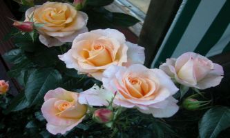 puzzle Roses de jardin, La délicatesse des roses de jardin et leur fragilité.