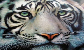puzzle Tigre blanc - Macro, Le tigre blanc, une rareté parmi une espèce déjà rare. Ses yeux bleus semblent d'une telle douceur qu'on se laisserait volontiers aller à lui faire un câlin. 